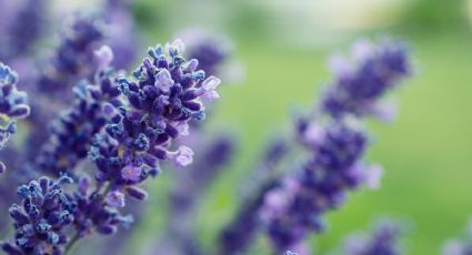 Reproduce tu lavanda con estos SENCILLOS trucos