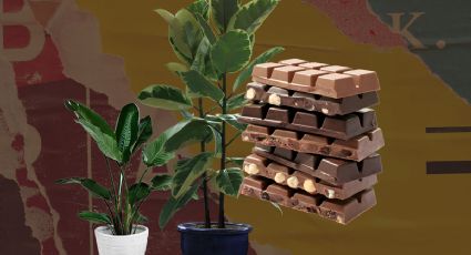 ¿Por qué debes aplicar chocolate en tus plantas?