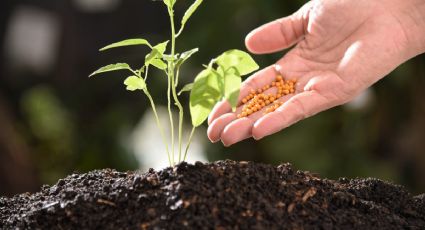 Con un pedacito de este elemento de tu cocina prepara un potente abono casero para tus plantas