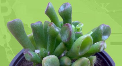 Aprende cómo cuidar la crassula ovata, la suculenta que tiene orejas de Shrek