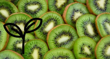 Aprende cómo cultivar kiwi a partir de las semillas de la fruta