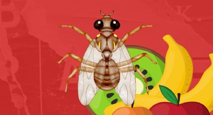 Identifica y aprende a combatir la mosca de la fruta