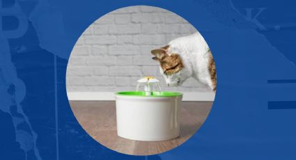 Día Mundial del Gato: Cómo mantenerlo hidratado en épocas de calor