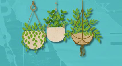 3 plantas hermosas y aromáticas que debes tener en casa porque además ahuyentan a los ratones