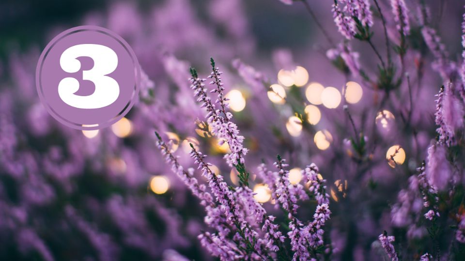 Lavanda. Fuente: unsplash