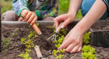 Huerta en casa: qué sembrar en otoño