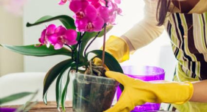 Estas son las 3 plantas con flores que debes tener en tu hogar para limpiar las energías, según el Feng Shui