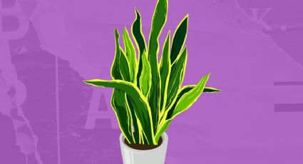 Dónde colocar la sansevieria para alejar las malas vibras de tu hogar, según el Feng Shui