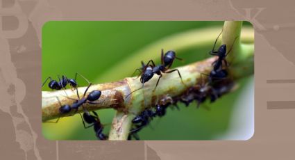 Consejos efectivos para mantener a raya a los insectos en tu hogar con 3 ingredientes de tu cocina