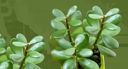 5 contraindicaciones que hacen que el árbol de jade pierda sus hojas para atraer fortuna, según expertos en jardinería