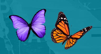 3 plantas para atraer mariposas y alegrar tu terraza o jardín