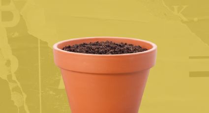 Dile adiós a las macetas con este truco para cultivar tus suculentas en agua