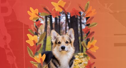 5 consejos para cuidar tu mascota en OTOÑO