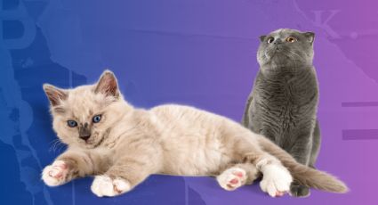 Descubre qué tipo de personalidad tiene tu gato, según su color