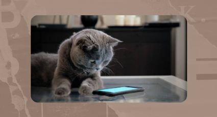 Descubre la App que facilita la comunicación con tu gato