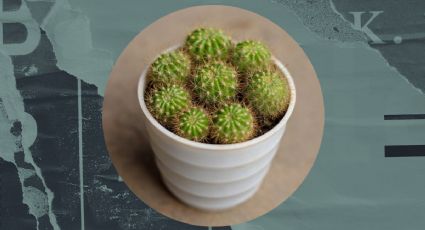 Seleccionamos 4 tipos de cactus que son ideales para el interior de tu casa y de fácil cuidado