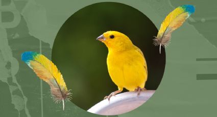 ¿Por qué los canarios se arrancan las plumas?