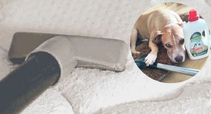 Sigue estos simples y rápidos pasos para quitar el olor a perro de tu cama