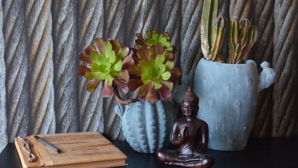 Descubre dónde poner las plantas suculentas, según el Feng Shui.