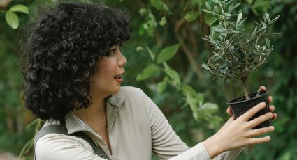 Esta es la planta medicinal que tienes en tu jardín y no sabías