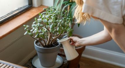 5 plantas de interior pequeñas que son perfectas para decorar tu piso