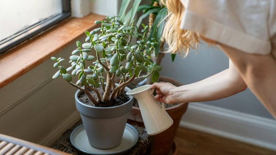 Decora tu piso con estas plantas pequeñas y fáciles de cuidar..