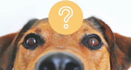 ¿Por qué la mayoría de los perros tiene ojos marrones?