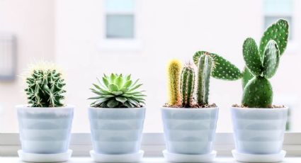 Cactus radiantes con esta técnica para regar este tipo de plantas