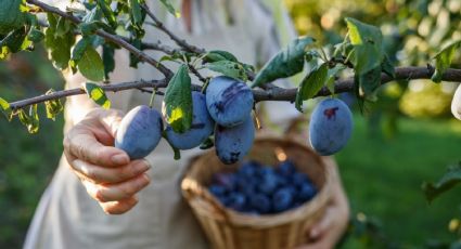 Método japonés con 1 ingrediente de cocina para que tus árboles frutales regalen frutos en 1 mes