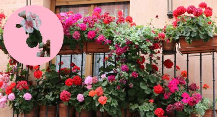 Coloca estos tipos de plantas para que tu jardín estalle de flores los 365 días del año