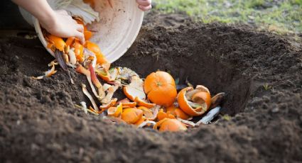 Check list de alimentos que NO sirven para hacer abono orgánico en casa