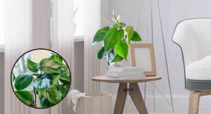 ¿Dónde es mejor ubicar la planta con hojas en forma de corazón en el interior de tu hogar?