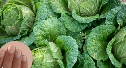 El jugo que debes tomar por las mañanas porque aporta COLÁGENO, vitamina C y betacaroteno