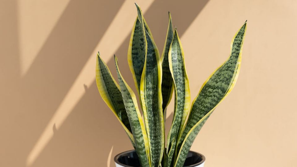 Abono casero para la sansevieria.