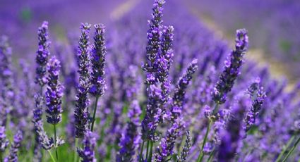 El error que estás cometiendo con tu planta de lavanda y seguro no sabías