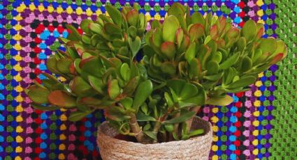 Jardinería: 7 cosas que no debes hacer con tu árbol de jade