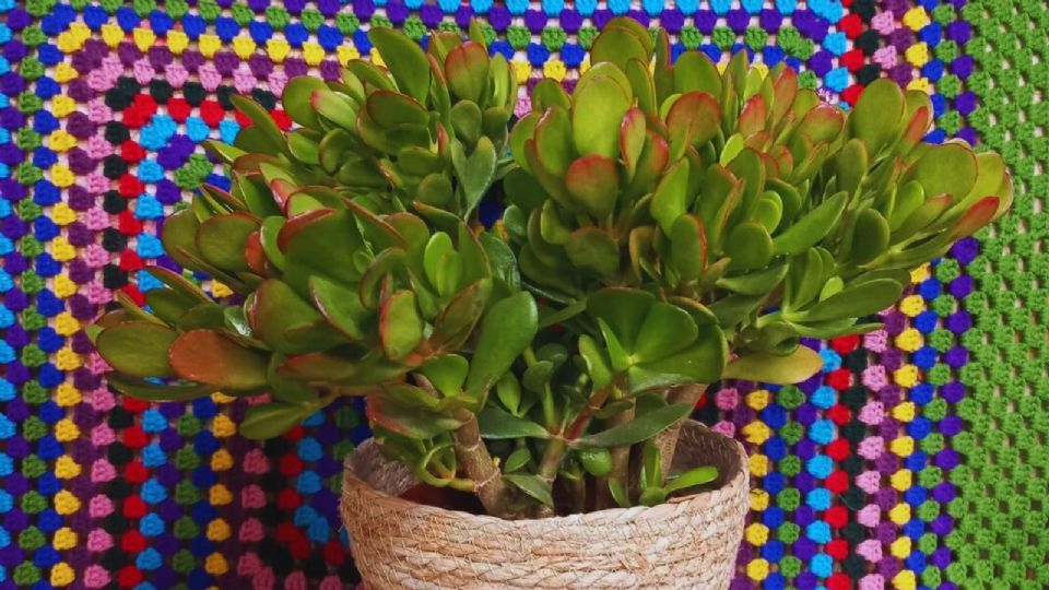 Estos son los errores que pueden marchitar tu Crassula Ovata.