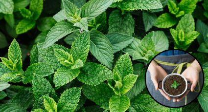 El significado de tener una planta de menta en casa, según el Feng Shui