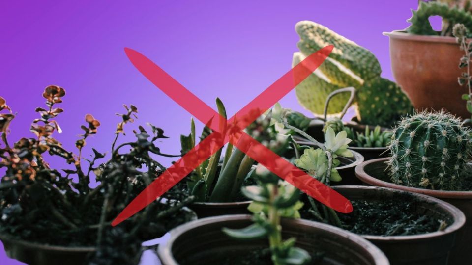 No coloques estas plantas en el interior de tu hogar. Fuente: producción Panorama España