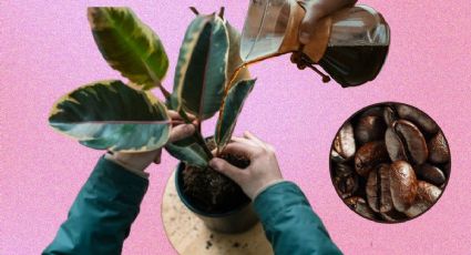 Revive tus plantas con este fertilizante casero a base de café