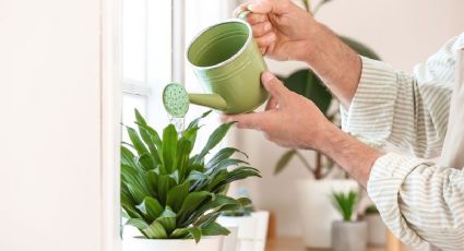 5 métodos de riego para que tus plantas de interiores luzcan saludables