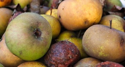 Estas son las frutas y verduras que puedes usar para hacer un fertilizante casero para plantas