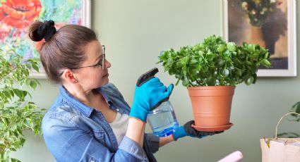 Revive las plantas y flores de tu jardín con estas bebidas