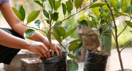 ¿Cuál es el mejor sustrato para tus plantas de interior?