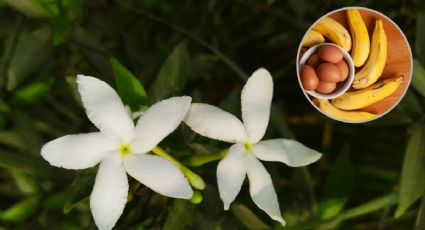 Haz este fertilizante casero para revivir un jazmín en pocos días