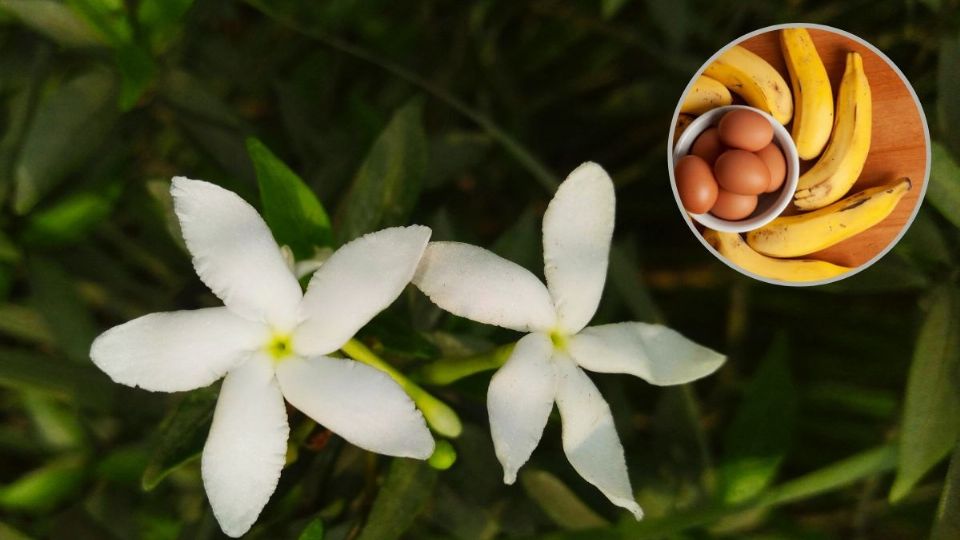 Coloca este abono a tu jazmín para que florezca más rápido. Fuente: producción Panorama