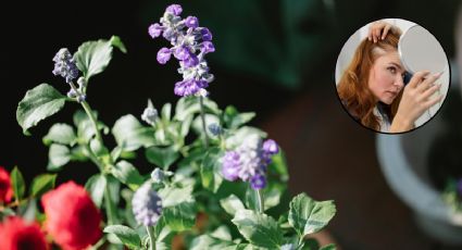 Retiene la caída del cabello con estas plantas medicinales