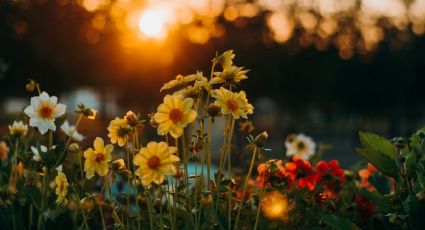 El trucazo de jardinería con un ingrediente de cocina para que tus liros estallen de flores