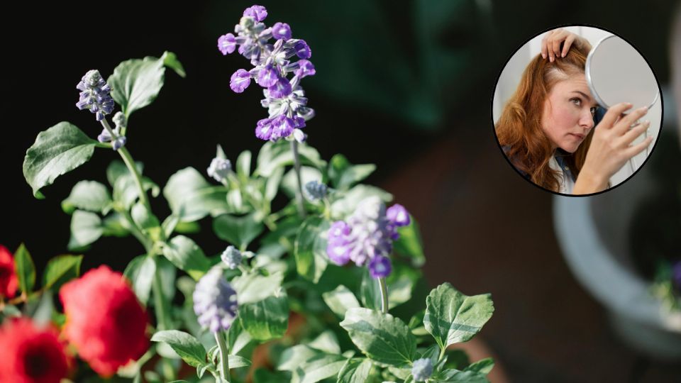 Plantas medicinales. Fuente: Pexels / Gary Barnes