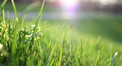 Ten el césped más verde que el vecino con este trucazo casero de jardinería